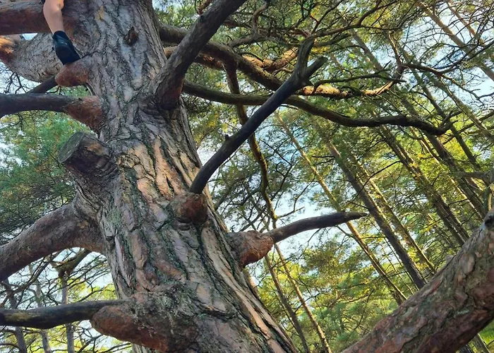 Casa vacanze Bornholm House In The Forest Near Dueodde *