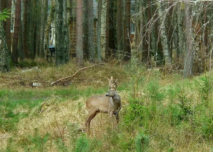 Bornholm House In The Forest Near Dueodde Casa vacanze *